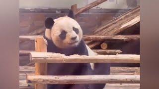 Famous panda villain boss YuanXiao|Panda HappyLand