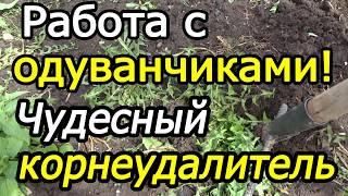 Работа с одуванчиками! Чудесный корнеудалитель!