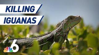 Florida Officials Say It's OK to Kill Iguanas — Humanely | NBC 6