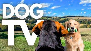 GoPro DogTV | 10hrs of Serene Virtual Dog Walks Through Peaceful Country Parks  Dog POV