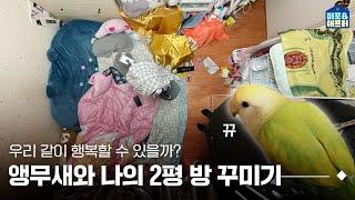 [EN/JP] 니가 왜 여기서 나와..? 2평 방, 사랑하는 앵무새와 함께 살아요 I 비포애프터 ep.63