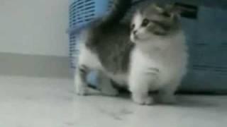 The Most Super Adorable Huggable Cuttest Kittens Ever