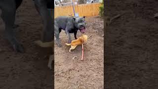 Chihuahua Trying To Take Cane Corso 