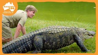 Robert Irwin feeds our awesome gators | Irwin Family Adventures