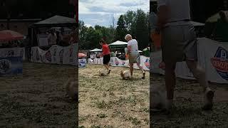 Dog Show in Smolensk | 18-06-2023