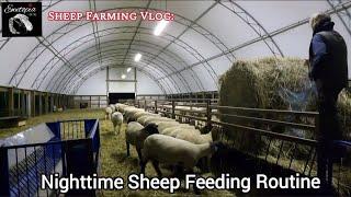 Nighttime Sheep Feeding Routine at Ewetopia Farms | Fall on our Canadian Sheep Farm