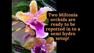 Two Miltonia orchids are ready to be repotted in to a semi hydro setup!