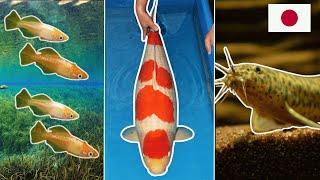 Top 5 Aquarium Fish Native to JAPAN!