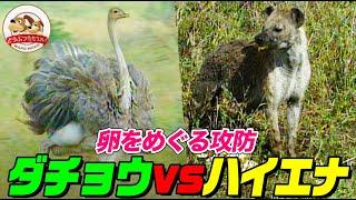 【ハイエナvsダチョウ】卵を狙うハイエナにダチョウの強烈なキックが炸裂！人間を死に至らしめるほどの蹴りにハイエナは…（羽仁進のマザーアフリカ⑲-2）【どうぶつ奇想天外／WAKUWAKU】