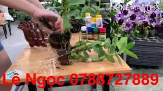 Hướng dẫn thay chậu ghép chậu dendro đúng cách tại vườn Lan Lê Ngọc