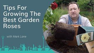 Mark Lane's Tips For Growing The Best Garden Roses | PrimroseTV