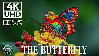 Butterfly Garden 4K  Relaxing Insect Film with Soothing Music  • 4K Video UHD #6