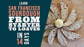 San Francisco Sourdough Bread Series: From Starter to Loaf in 14 Days