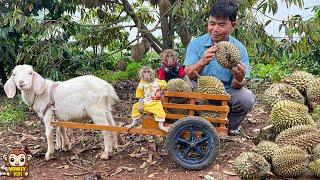 YiYi and YinYin so excited and curious to help their grandpa harvest durian and eat it