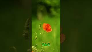 햇살이 마음을 깨우는 아침 – 아침에 전하는 편지
