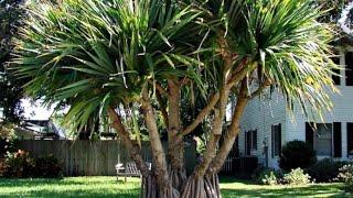 Pandanus screw pine palm tree growing from seed