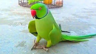 Talking Parrot Green Cute Parrot Sounds