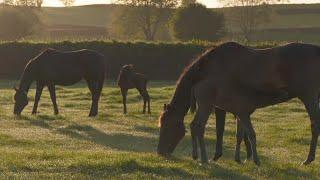 An inside look at Elsdon Park: The heartland of NZ thoroughbreds