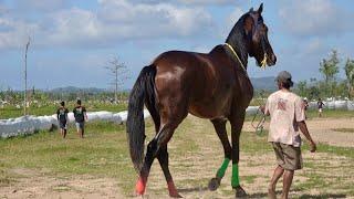 JUMBO HORSE: LOMBOK SASAKE HORSE RACING DERBY CLASS 2023