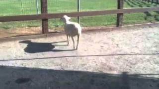 Screaming Sheep