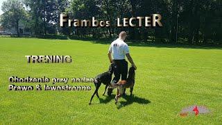 Owczarek belgijski malinois / Trening - Frambos LECTER - CITYDOG