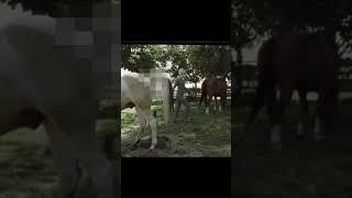 Velmi velmi znepokojivé TV news Scary movie 3 #scarymovie3 #tvnews #horse #alien #aliens