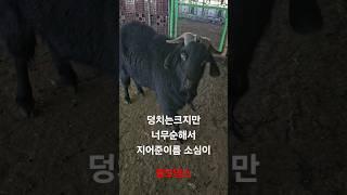 광개토염소농장의 종모염소. #염소 #farming #animals #goat#goatfarming #종모염소