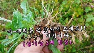 단~한뿌리만 먹어도!, 남편 정력이 3배 강해지고 못생긴 부인도 절세미녀가 되는 신비한 약초