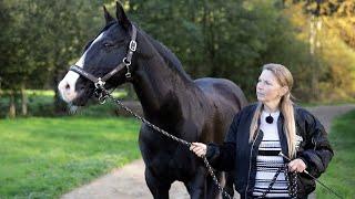 Lusitano bockt seine Reiter ab - Tierärztin fassungslos über extreme Befunde | pferde doku