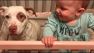 CUTEST Viral Dogs EVER!!