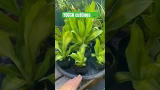 Making YUCCA babies ️ #plants #succulent #houseplants