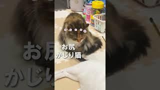 お尻が美味しそうで我慢ならない猫