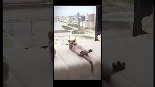 Когда некуда спешить #рек #кот #cat #funny