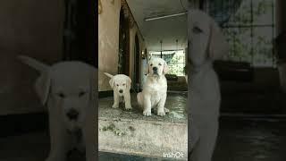 45 day's old Labrador puppies...