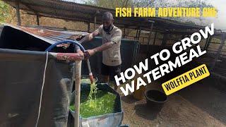 How to grow watermeal  also known as wolffia plant | Fish farm Adventure 1