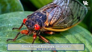 Backyard Biology: Insects