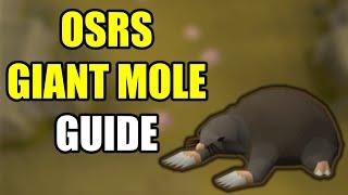 OSRS Giant Mole Guide 2022 (Pet Hunting & Money)