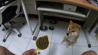 養柴犬請三思