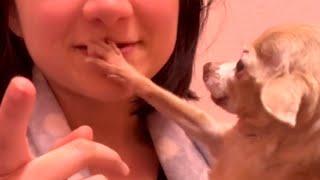 Tiny rescue dog is obsessed with mom