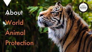 About World Animal Protection