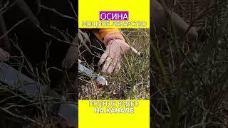 ИЗБАВЬТЕСЬ от ОТЁКОВ без таблеток и операций! #shotrs #отек #фитотерапия
