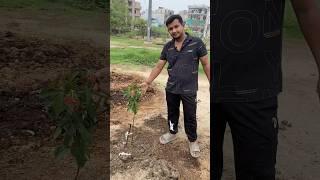 Sunderoopa And Peepal By Mr. Manish // @-Bharat-Maa-ke-Gaurav #viralshorts #trendingshorts #plants