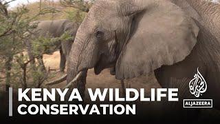 Kenya wildlife conservation: Living in harmony with wild neighbours