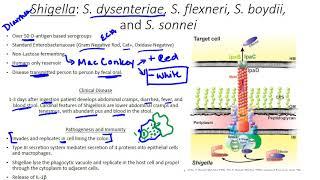 Shigella