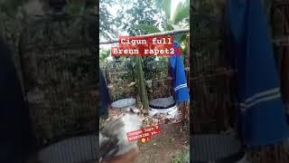 cigun gacor ful bren #bird #birdlovers #birds #kicaumania #shortvideo #kacer #pleci #reel #ciblek