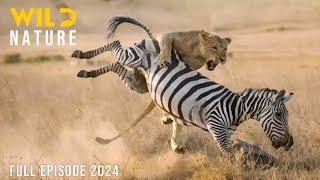 WILD KENYA | The Great Migration and Survival in the Realm of Predators | Animal documentary