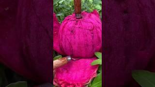 Enjoy Beautiful Love Dragon Fruit