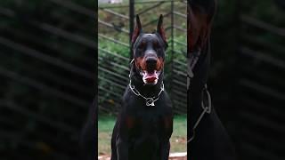 Doberman  Life | Doberman Behavior | #shorts