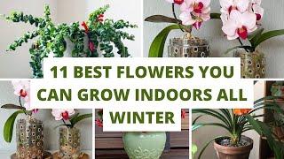 Indoor Plants - 11 Best Flowers You Can Grow Indoors All Winter