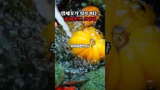 암세포가 가장 무서워하는 음식 5가지